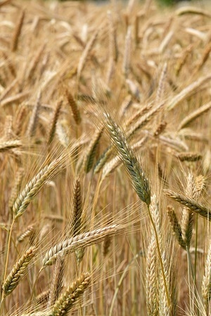 A view of a wheat field in the village of Maclas.