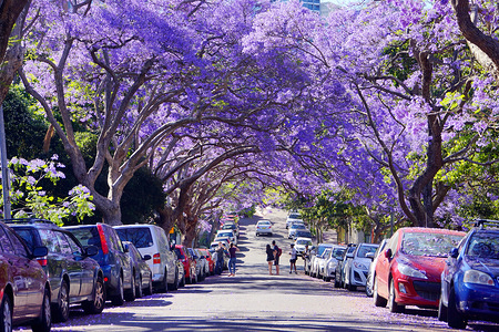 Tunnel formed by Jacaranda trees.
Australia’s beautiful jacaranda trees have bloomed for the spring during late October to mid November in Sydney.