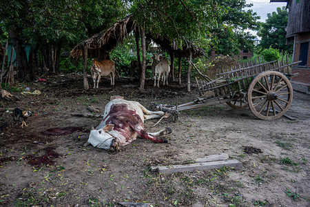 (EDITOR'S NOTE: Image contains graphic content)
A cow lies dead after an airstrike hits a village. Several houses were destroyed, and at least four people, including women and children, were injured during an airstrike on a village in Tabayin Township, Sagaing Region, carried out by Myanmar’s military junta forces. Airstrikes by Myanmar’s military junta frequently target civilian areas, causing deaths, destruction of homes, and loss of livestock.