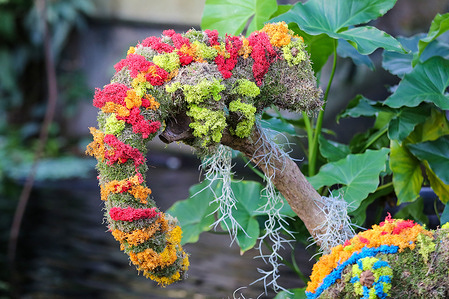 Floral display at the Orchid Festival display at Royal Botanic Gardens, Kew in west London. This year’s Kew Gardens’ annual Orchid Festival celebrates the biodiversity of Madagascar with colourful orchids and hundreds of other tropical plants arranged in hand-crafted horticultural displays. The festival is taking place at the Princess of Wales Conservatory between 3 February and 3 March 2024.