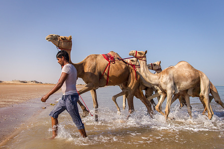 A camel handler is bringing out his camels after they have been washed and bathed in the sea to get rid of ticks and fleas.
The salty water from the sea helps them get rid of ticks, fleas and other parasites. Bathing camels in this way is an old Arab tradition, but it is becoming less common in the region due to new hotels and resorts being build along the coast line. Another fact is that there are more veterinarian clinics available for the camels to be treated.