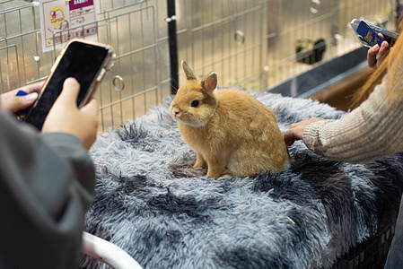 Visitors take photos of a rabbit during the Pet Expo Thailand 2025 at Queen Sirikit National Convention Center.