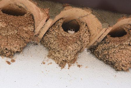 A Western house martin seen in its nest at Rebollo de Duero, northeastern Spain. Western house martins (Delichon urbicum) build closed cup nests from mud and plant material, usually under eaves or in sheltered spots. Both males and females contribute to the construction, which can take up to 10 days. They often nest in colonies and may repair nests taken over by house sparrows, though if sparrows succeed in claiming the nest, the martins will move and rebuild elsewhere.