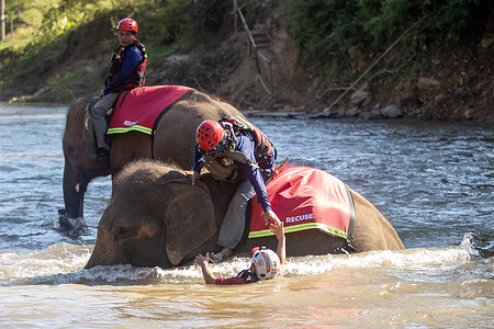 A rescuer siting on an elephant helps to lift up a 'victim' from the water during the TIMS 2025 disaster rescue training exercise at the Elephant Family Sanctuary. The TIMS 2025 disaster rescue training is considered to be the first to bring elephants and dogs to train alongside humans.