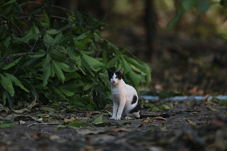 A cat is seen in a garden during the sunset in Nakhon Sawan province, north of Bangkok.