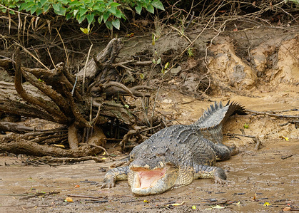 A large male Estuarine Crocodile (Crocodylus porosus) seen on the banks of the Daintree River in tropical Far North Queensland.