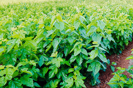 A view of a blackberry plantation in Mato Grosso do Sul. Mulberry leaves are used to feed silkworms for cocoon production and silk thread extraction