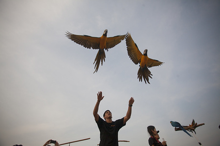 Participant releasing parrots during the event.
Various parrot lover groups Organised an independent flying parrot release activities where each parrot is expected to return to the release point which requires expertise and training time.