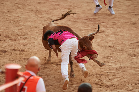 A participant is gored by a heifer during the show at the end of the San Fermín 2025 running of the bulls. The eighth running of the bulls of the San Fermín festival saw six bulls from the Miura ranch cover the 850 metres from the Gas pens to the Pamplona bullring, lasting two minutes and sixteen seconds. This was the final running of the bulls of San Fermín 2025, and ended with a spectacle of heifers in the bullring and the removal of the wooden fence where the bull runs were held.