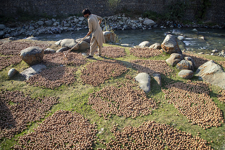 A Kashmiri farmer dries walnuts after removing their green husks during the harvest season in Budgam district, southwest of Srinagar. Walnut harvesting, which begins in late August and runs through September, is a major agricultural activity in the region. Kashmir accounts for about 98 percent of India’s walnut production, much of it exported to the Middle East, Europe and Asia. Growers say they are worried about falling prices and a decline in demand.