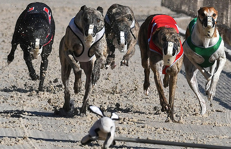 Dogs chase a mechanical lure during the final program of greyhound races at Derby Lane, the oldest continuously operating greyhound racetrack in the United States.In 2018, Florida voters approved a constitutional amendment that banned betting on greyhounds as of December 31, 2020. The final race in the state will take place at Palm Beach Kennel Club on New Year's Eve.