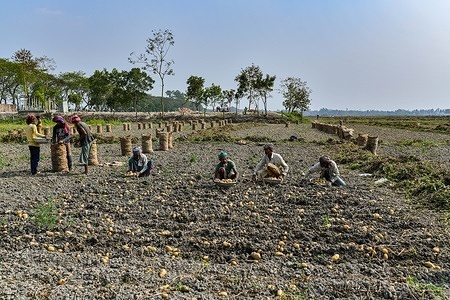 Bangladeshi farmers collect potatoes after harvesting them at the field in Munshigonj.