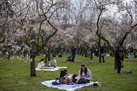 Women seen having a picnic under almond trees in the Quinta de los Molinos park. The park has been declared a Historic Park since 1997 and has approximately 1500 almond trees that bloom every year between February and March at the beginning of spring.