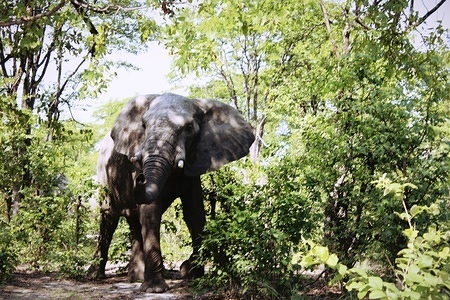 An elephant at Moremi Game Reserve. The Reserve which is in the Okavango Delta is home to a variety of birds and animal species such as hippos, giraffes, lions, jackals, buffaloes, kudu, impala, rhinos and crocodiles among others. Canoes and boats are used to navigate animal infested waterways like the Xakanaxa Lagoon. There are many lodges and safari camps.