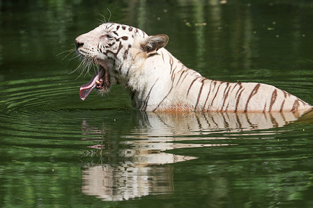 A White Bengal tiger (Panthera tigris tigris) from India is resting in the pond at the National Zoo of Malaysia.