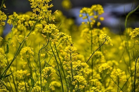 A honey bee sucks nectar out of a flower in a mustard field in Awantipora, 35kms south of Srinagar, Indian administered Kashmir. According to the Directorate of Agriculture, the Kashmir valley comprising six districts has an estimated area of 65 thousand hectares of paddy land under mustard cultivation, which is about 40 per cent of the total area under paddy.