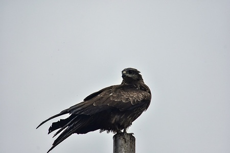 An eagle rests on the top of a pole as it rains during a spring season in Srinagar, the summer capital of Jammu and Kashmir.