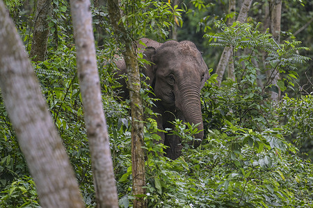 A wild elephant is eating leaves in the Garo Hills in Nalitabari, Sherpur, Bangladesh, bordering India. There is a wide variety of animal life in the wilderness areas of Bangladesh, even though it is one of the most highly populated countries in the world. Bangladesh is home to roughly 22 species of amphibians, 17 species of marine reptiles, 109 species of reptiles, 388 species of birds, 110 species of mammals, and 3 species of marine mammals.