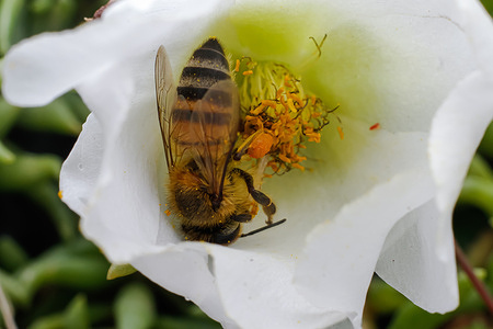 An African Honey bee collects nectar from a flower at a plant nursery on Ngong road Nairobi.