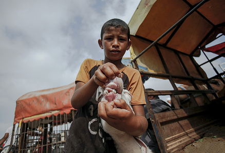 A Palestinian child opens the mouth of a sheep at a livestock market in Khan Yunis ahead of Eid al-Adha.
The holiest day in Islam is Eid al-Adha in which Muslims slaughter cows and sheep to commemorate the willingness of the Prophet Ibrahim (Ibrahim) to sacrifice his son Ismail.