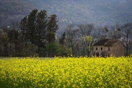 View of a mustard field and an ancient house in Khokana, on the outskirts of Kathmandu.
Khokana is a traditional village known as a key mustard oil manufacturer in Kathmandu valley, The oil is still extracted using wooden machines where production is 200 to 250 litres of oil per day