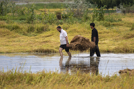 Farmers carry harvested paddy from a waterlogged field after heavy monsoon rains on the outskirts of Srinagar. Thousands of hectares of crops ready for harvest were damaged as continuous rainfall and floods left extensive agricultural land under water across northern Indian states, including Himalayan Jammu and Kashmir, Punjab and Himachal Pradesh, causing heavy losses for farmers.