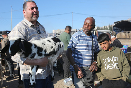 A Palestinian man carries a sheep at a livestock market in Nablus, in the West Bank, before purchasing it for slaughter. Eid al-Adha marks the end of the Hajj pilgrimage to Mecca and commemorates the Prophet Abraham's willingness to sacrifice his son in obedience to God.