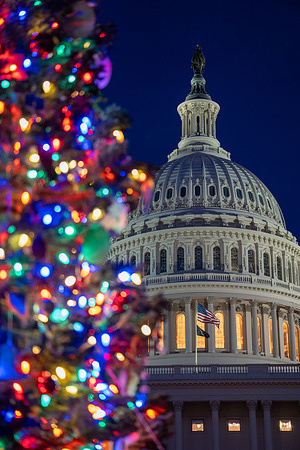 The U.S. Capitol Christmas Tree shines in front of the Capitol Dome.
