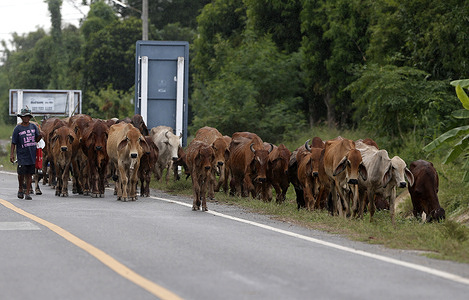A woman cowherder walks her cows along a street.