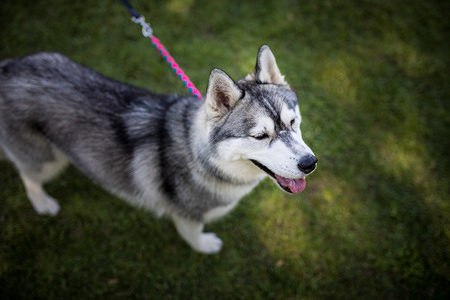 Siberian Husky breed dog seen during the show.
37th National Dog Show of Sintra and 35th International Canine Exhibition of Sintra.