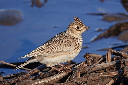 A Little Lark living in the Hevsel Gardens of Diyarbakır is seen. Nearly 200 bird species live in the World Heritage Site of Hevsel Gardens, adjacent to the historic city of Diyarbakir in Turkey.