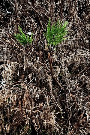 A dry conifer hedge due to drought in a garden in the village of Clonas sur Vareze in France.
