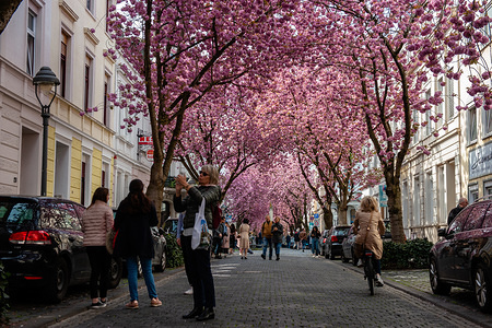 Tourists are seen walking and taking photos around the streets full with cherry blossoms.
Every spring, many tourists flock from all over the world to Bonn’s old town. They come to see the cherry blossoms between Heerstraße and Breite Straße. Innumerable cherry trees unfold their full bloom, transforming the narrow roads into a pink sea of flowers. The alleys are turned into an amazing tunnel of cherry blooms.