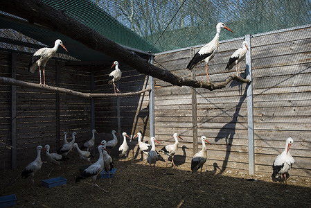 Treated storks seen in an external cage outside the birds’ hospital at the Warsaw Zoo. The Warsaw Zoo has inaugurated a specialized 24/7 emergency room for wild birds funded by the local civic budget to treat injured wildlife. Residents can leave wild birds in specialized containers similar to parcel lockers allowing for immediate veterinary care upon activation. This initiative aims to rehabilitate injured birds and return them to the wild supporting local biodiversity. The birds are treated at the Bird Asylum complex.