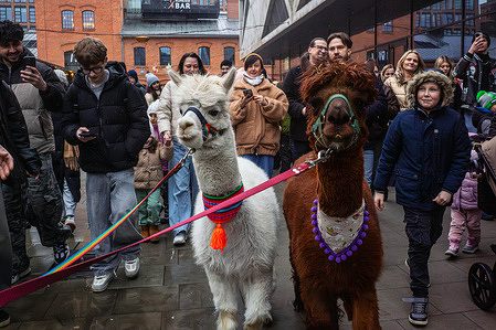 Varsovians walk with the alpacas. On the 22nd of February, Varsovians meet two alpacas in the main square of Centrum Praskie Koneser. Children pet the alpacas up close, take souvenir photographs, walk with the animals, and feed them slices of carrot. The organiser of the action is the Pociechom Foundation, which has been operating in the Praga district of Warsaw for 30 years. Alpacas support children's therapy daily, and the walk is to draw attention to the problem of long waiting times for free rehabilitation.