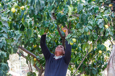 A Palestinian picks citrus fruits at a field in Wadi al-Fara'a, north of Nablus, in the West Bank.