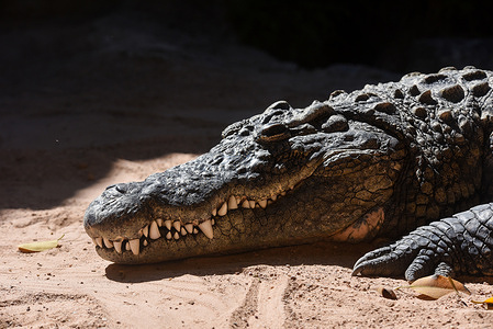 A Nile crocodile is seen at Bioparc in Valencia.