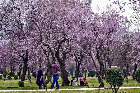 Visitors are seen walking at the Badam Vaer ( Almond garden) on a sunny spring day in Srinagar, Kashmir. 
Spring has arrived in Kashmir valley, which marks a thawing of the lean season for tourism in the Himalayan region.