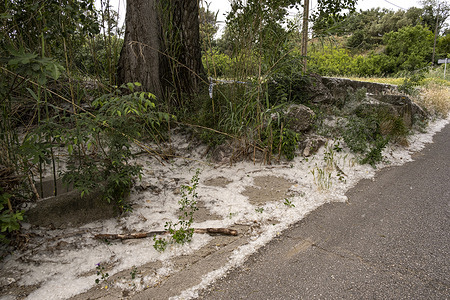 Cotton balls from poplar seeds are seen covering the orchards and banks of the Riera de l'Anyet, Girona. This spring, pollen levels are high, leading to an increase in allergy symptoms. Poplar fluff isn't pollen, but the large accumulation of cottony balls can also cause respiratory discomfort and itching.
