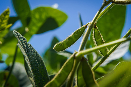 A soybean field seen in Firmat. Thanks to abundant rains brought by El Niño, the market expects the best crop in five years.