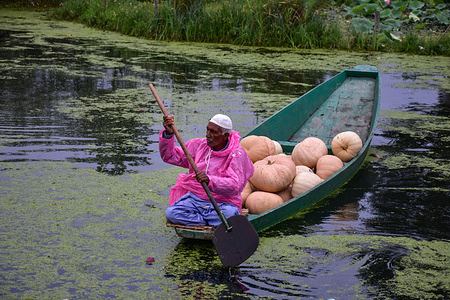 A Kashmiri man rows a boat ferrying vegetables in the depth of Dal lake. Dal Lake is famed for its floating vegetable market which supplies varieties of vegetables all year to many towns across the Kashmir valley. This floating vegetable market comprises of many floating gardens as well as local varieties of organic vegetables. It is one of the very famous floating markets in the world. The vegetable market opens at 4’o clock in the morning even before the sun rises and closes within the next two hours.