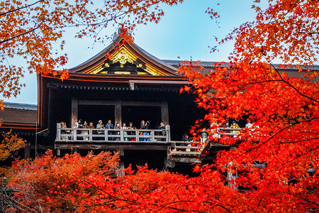 Crowds of people seen taking photos of autumn leaves in Kiyomizu-dera Temple of Kyoto City. A popular destination for autumn foliage, Kyoto is ablaze with gold and red colours and visited by thousands of people for admiration, including domestic travelers.