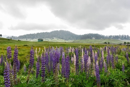 Lupine wildflowers are seen in full bloom during a cloudy and humid day in Gulmarg, about 55kms from Srinagar, the summer capital of Jammu and Kashmir.