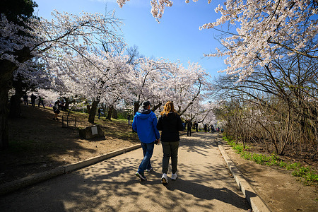 Couple walk beneath blooming Sakura cherry trees at High Park. The annual peak bloom attracts thousands of residents and tourists to the park's historic grove, marking a signature event in the city's spring calendar.