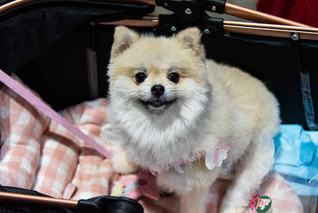 A Pomeranian dog seen in a stroller during the Pet Expo Thailand 2026 at Queen Sirikit National Convention Center.