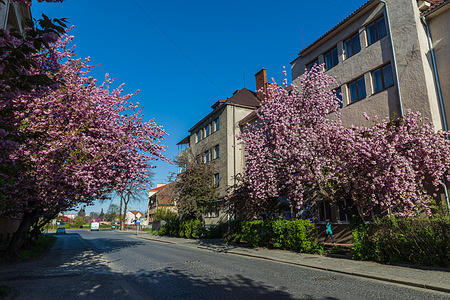 A pedestrian is seen walking along a cobblestone street lined with blooming cherry trees. Despite the ongoing war, the cherry blossom season has turned Uzhhorod into a hub for spring pilgrimage, drawing tourists in search of aesthetic solace and rare moments of peaceful life. The streets of the historic center and the river embankments have become a massive photo zone. For thousands of visitors, such a trip is a way to emotionally reset and find beauty in difficult times, turning the contemplation of the blooming city into a vital ritual for psychological relief.