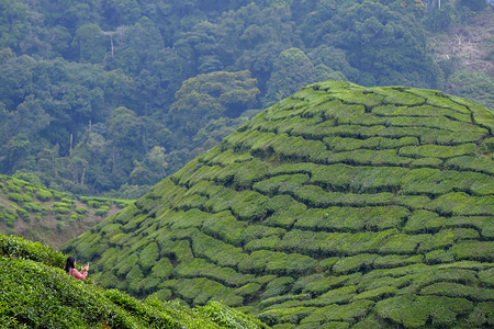 Tourist seen visiting the Cameron tea valley plantation at Cameron Highlands.

The Cameron Highlands is one of a tourist destination located at Pahang, Malaysia and it is named after a British explorer and geologist, William Cameron. Since the discovery of Cameron Highlands, it has been an agricultural site’s until to nowadays and the most well known plantation is tea. It is also rich with flora’s and fauna’s because the uniqueness climate of the Cameron Highlands.