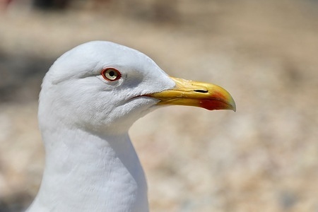 A seagull is seen on Notre Dame Beach on the island of Porquerolles, in Port-Cros National Park.