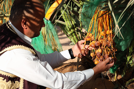 Ismail bin Saud inspects the palm tree of the Medjool or Mejhool type and ensures the safety of this year's production, which begins in the production process from May until November. The Medjool date palm is one of the world's finest dates (fruit). Medjool dates are considered one of the most expensive dates, and the price of a kilo is estimated at $15. The origin of palm is from Morocco and was transferred to America. It was improved, and the technique of tissue reproduction was used to produce large quantities of offshoots. It was planted in the US state of California and then spread in Arab countries, including Libya.
