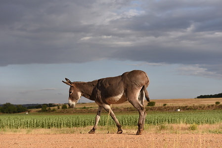 Burrita the last donkey of this region is seen near the small village of Viana de Duero.
The number of donkeys has declined to practically extinction in the Spanish province of Soria due to depopulation, the agricultural machinery and the decline of herds of cows and sheep. Until the end of the 20th century there were thousands of donkeys in this northern region of Spain.